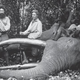 Image for article titled The Woman Who Shot Elephants for America's Natural History Museums